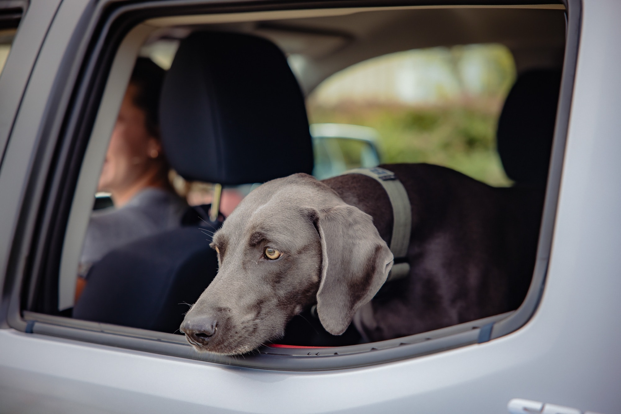 A dog waiting in the back seat while the car goes through
